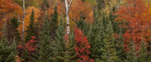 Michigan Evergreens and red maples in autumn